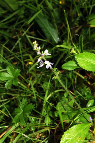 Veronica officinalis
